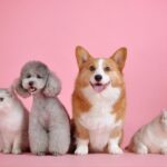 es legal la venta de perros entre particulares