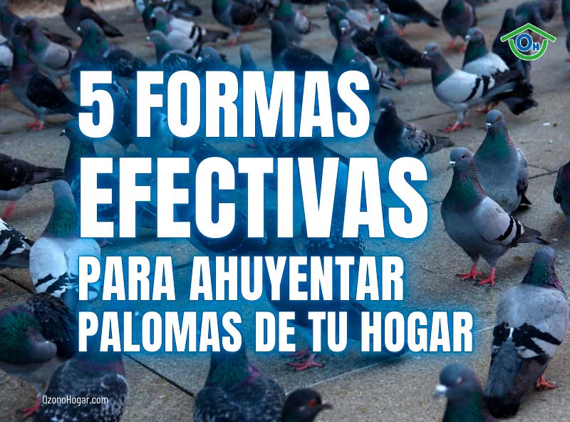 <strong>¿Es Legal Tener Palomas en Casa? Descubre la Respuesta Aquí